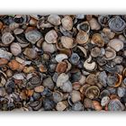 Muschelstrand