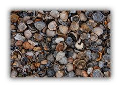 Muschelstrand