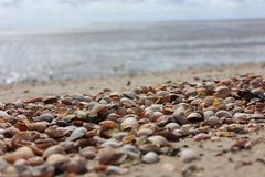 Muschelstrand