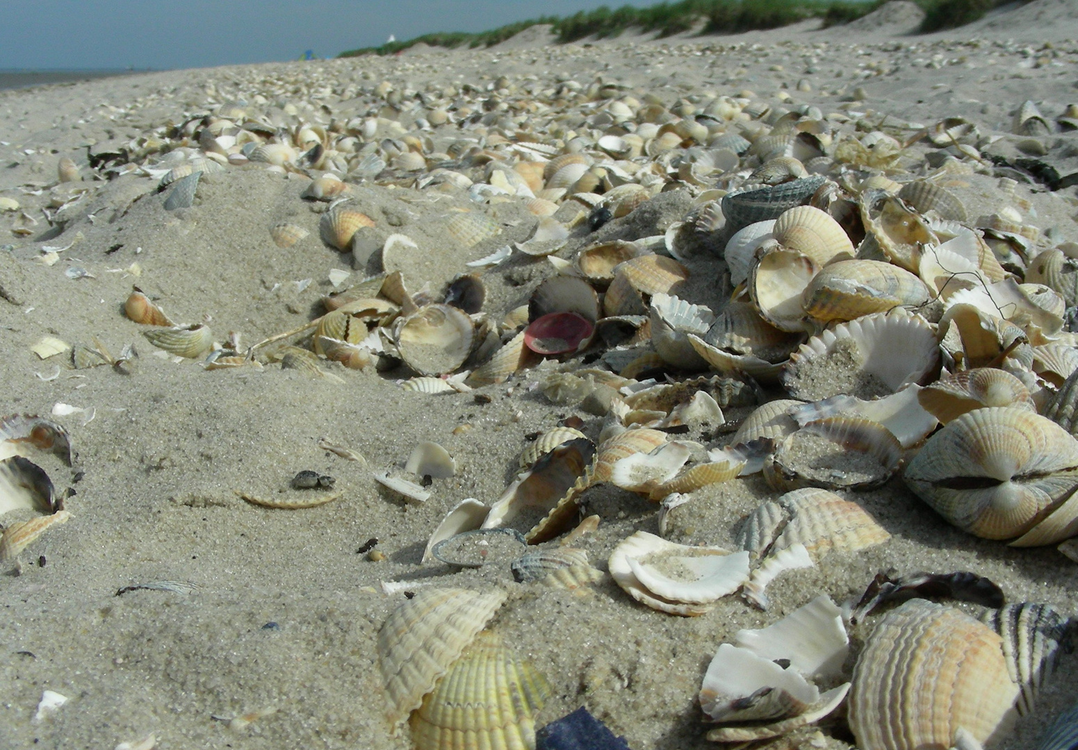 Muschelstrand