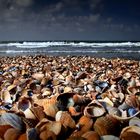 Muschelstrand