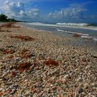 Muschelstrand Florida