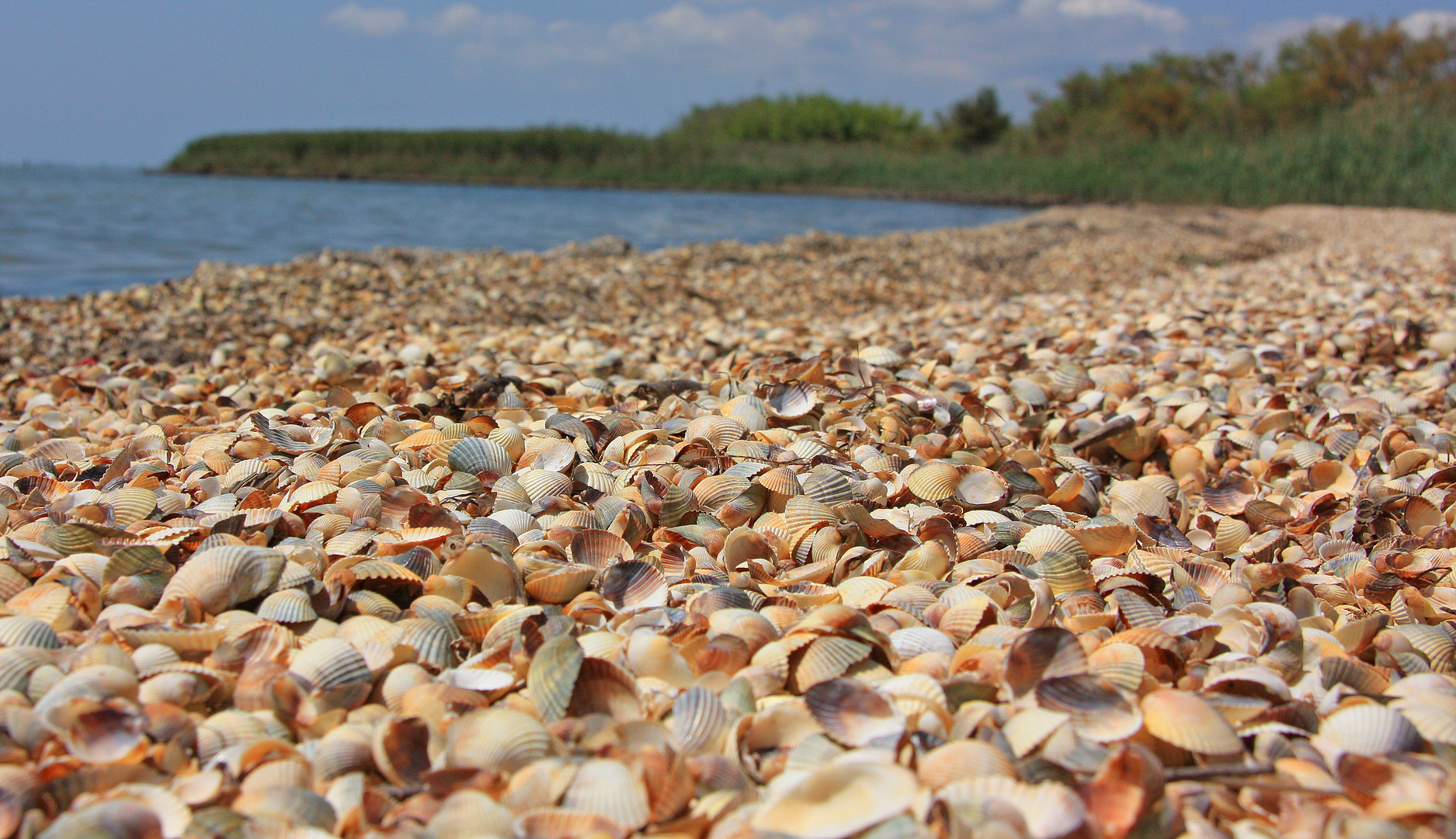 Muschelstrand in der Camargue