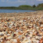 Muschelstrand in der Camargue