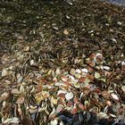 Muschelstrand Port Bessin-Huppain