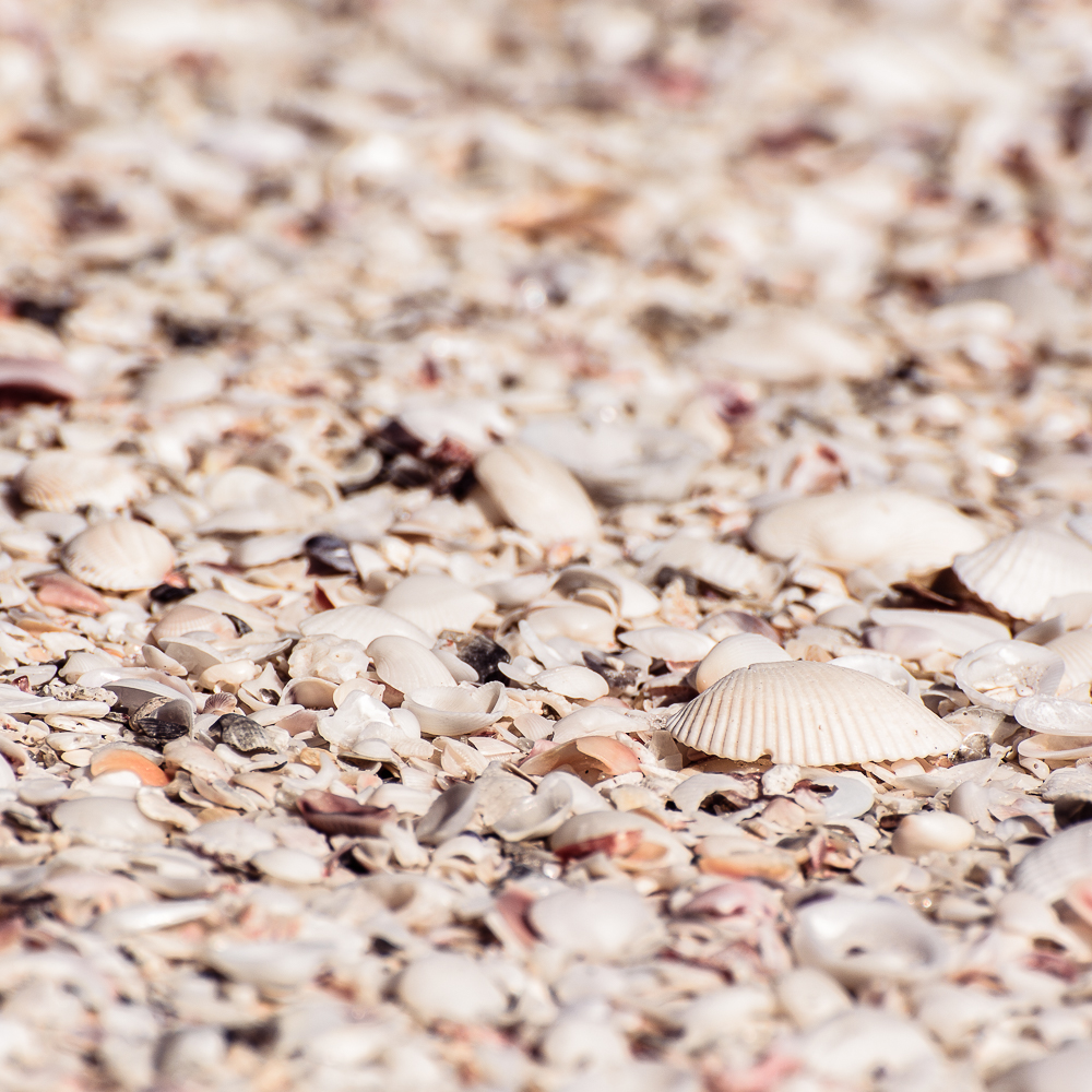 Muschelstrand - Sanibal Island