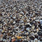 Muschelstrand_02