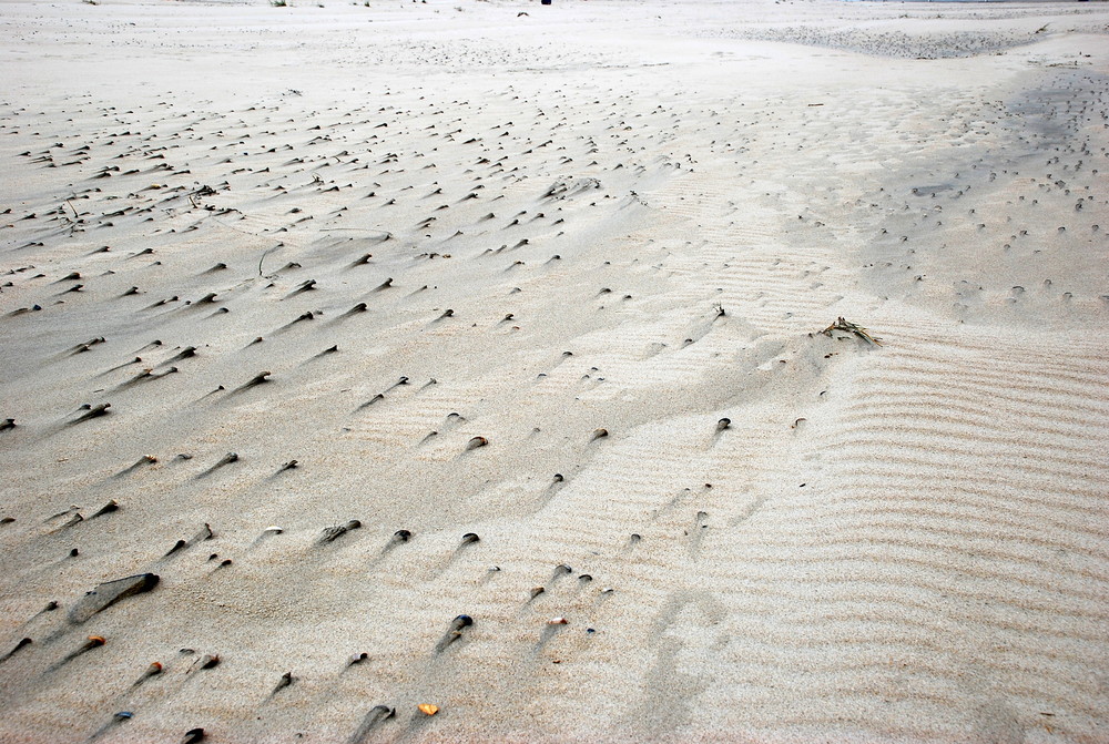 Muschelsturm