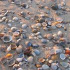 Muschelsuche