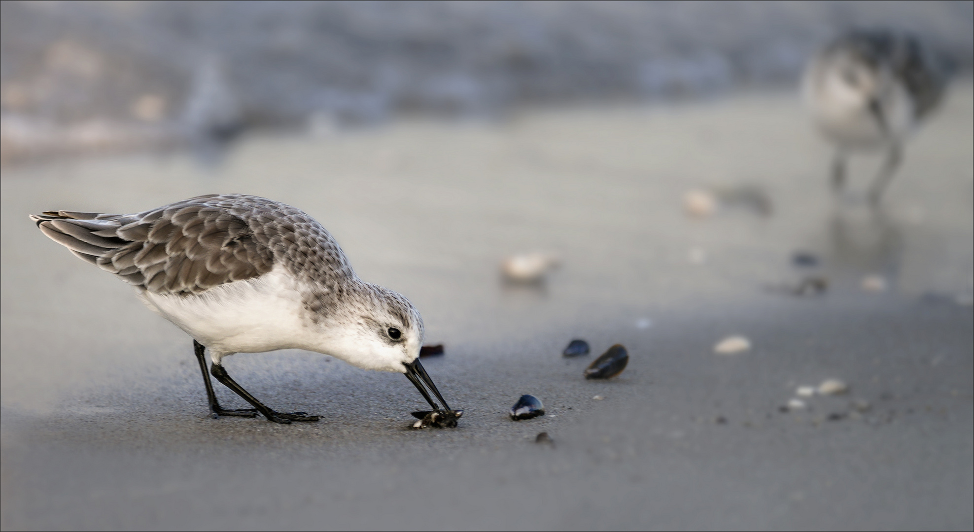 Muschelsucher …..