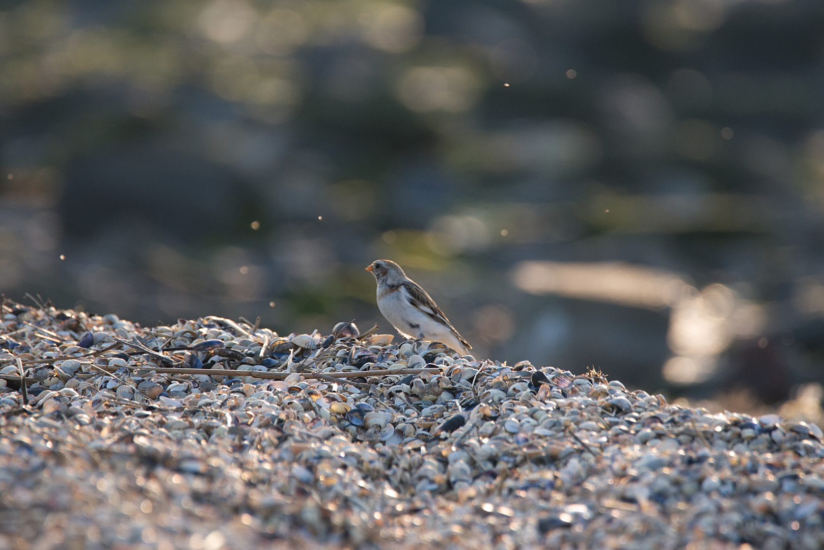 Muschelsucher