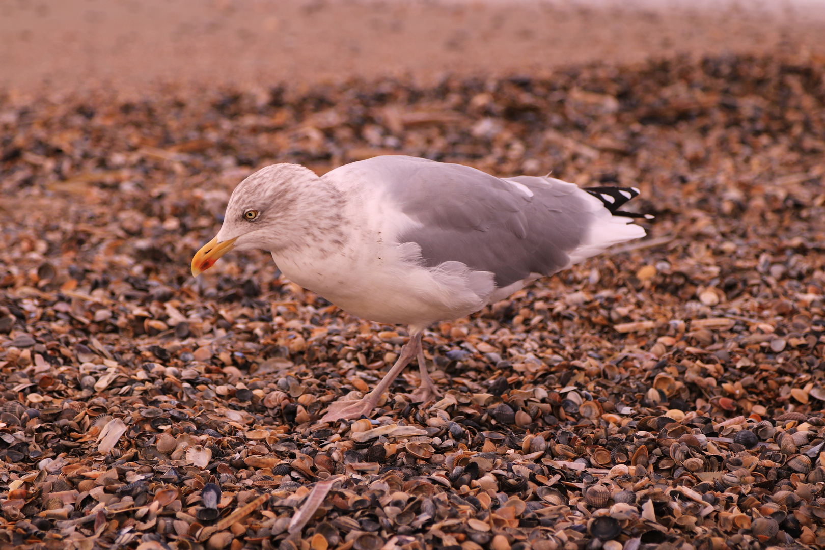 Muschelsucher