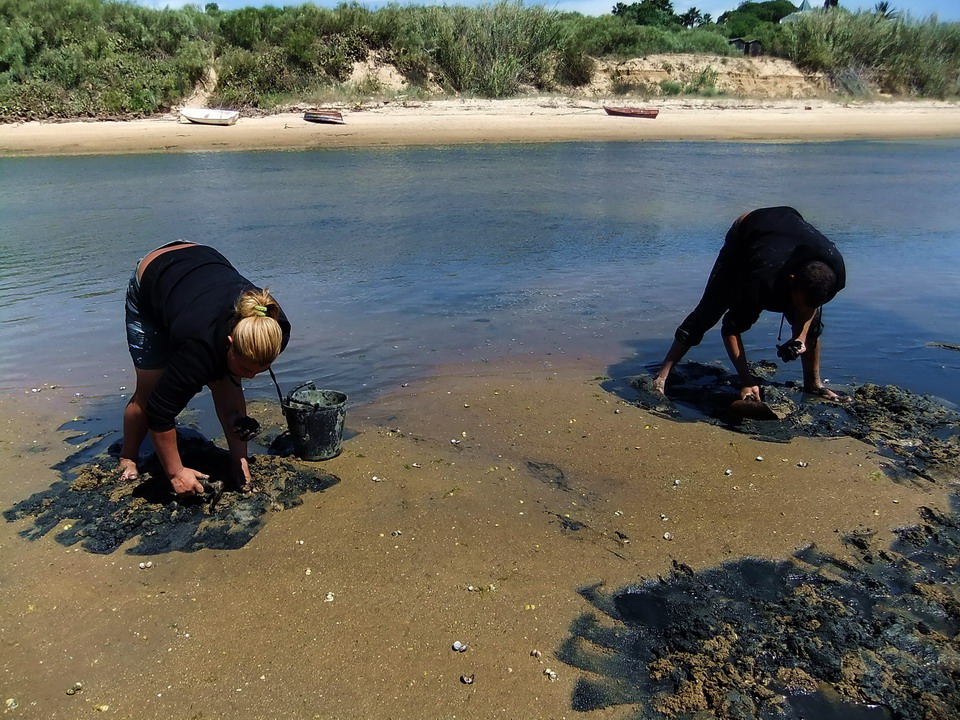 Muschelsucher in der Ria Formosa