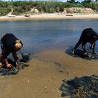 Muschelsucher in der Ria Formosa