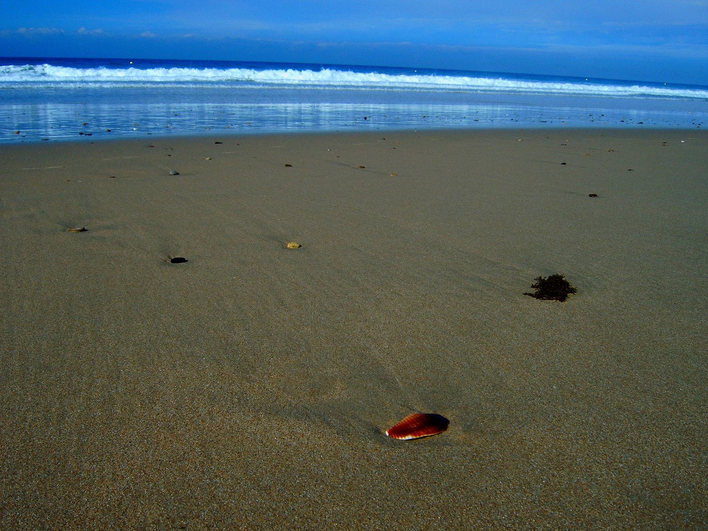 Muschelteil am Strand