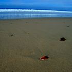 Muschelteil am Strand