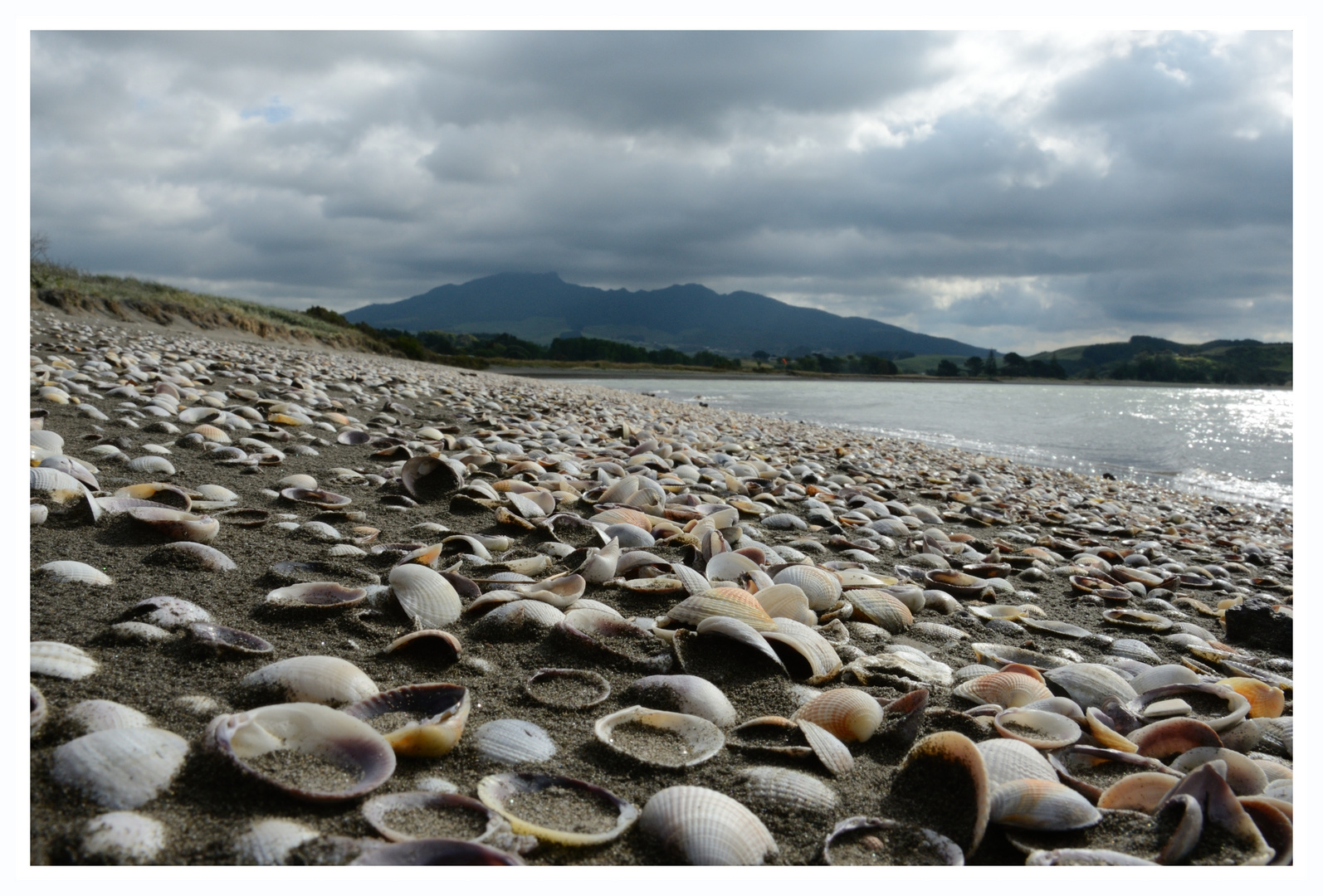 Muschelteppich