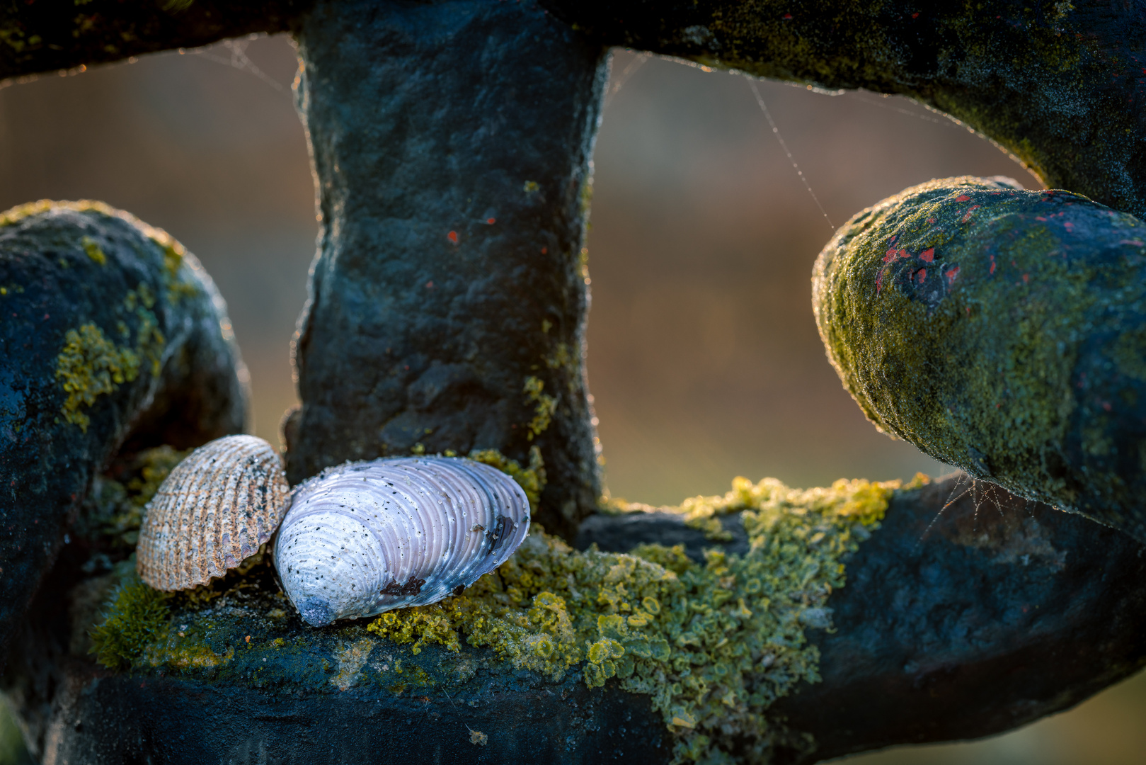 Muscheltreffen