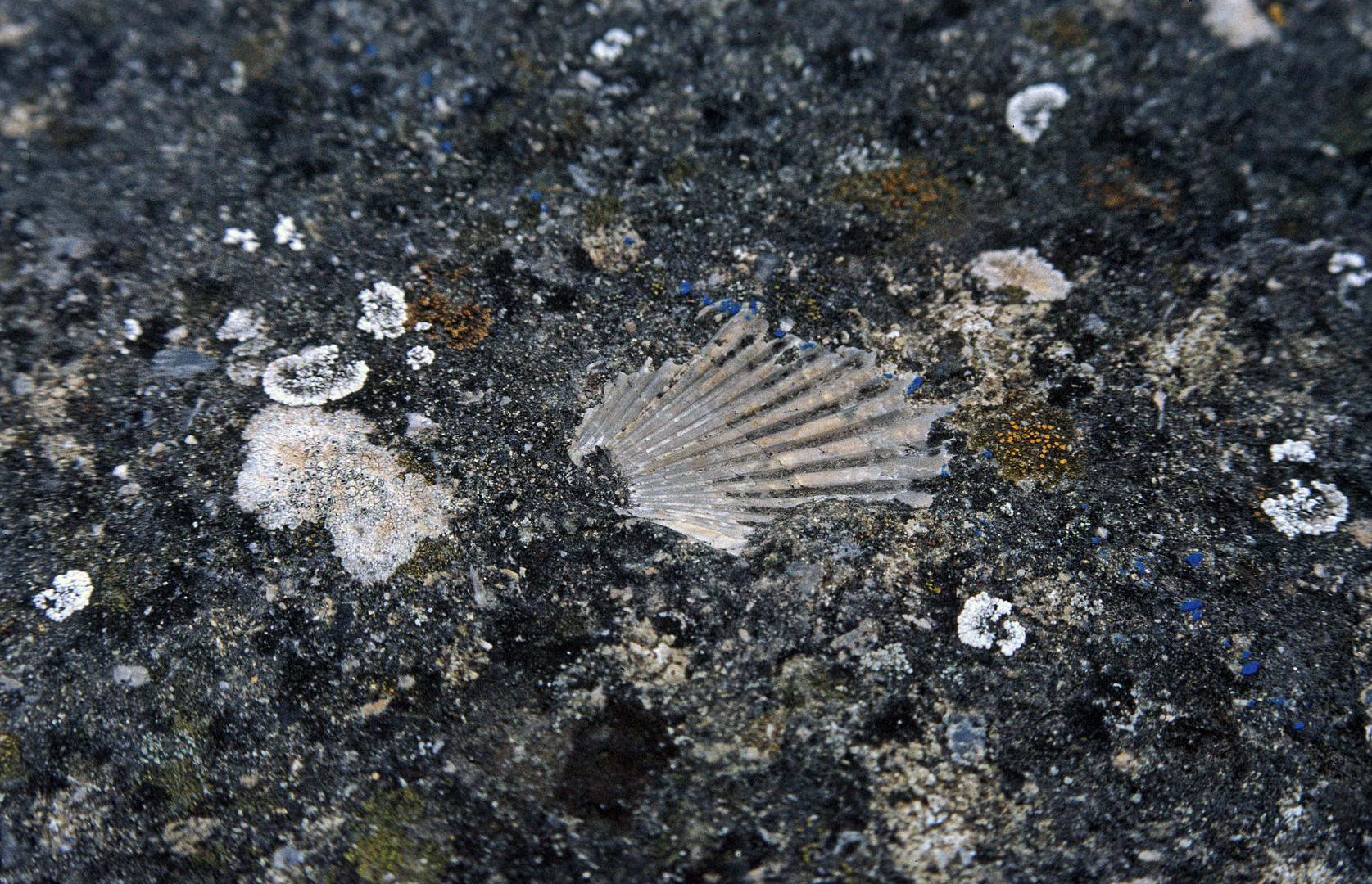 Muschelversteinerung und Flechten auf einer Mauer