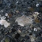 Muschelversteinerung und Flechten auf einer Mauer