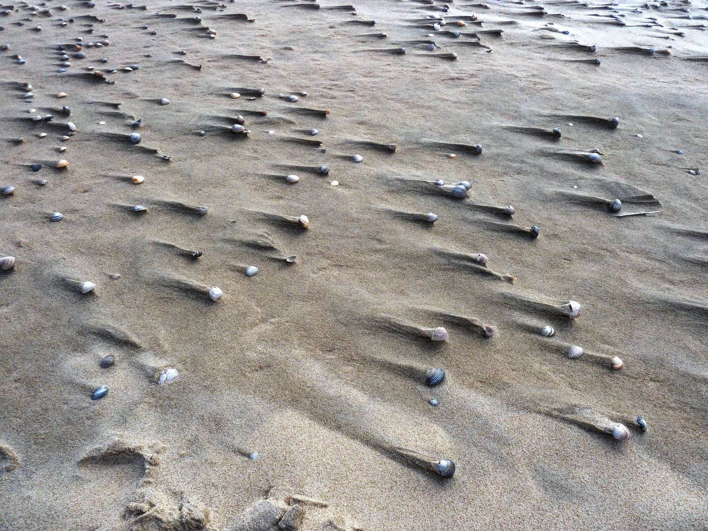 Muschelwanderung