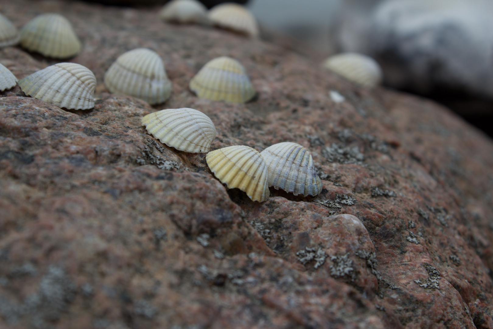 Muschelwanderung