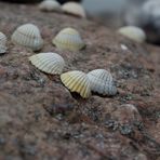 Muschelwanderung