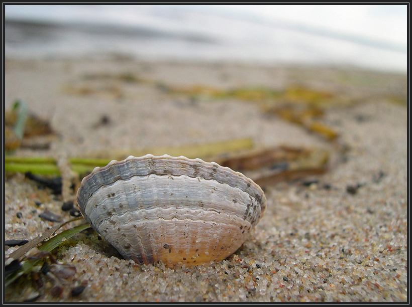 Muschelwelt....