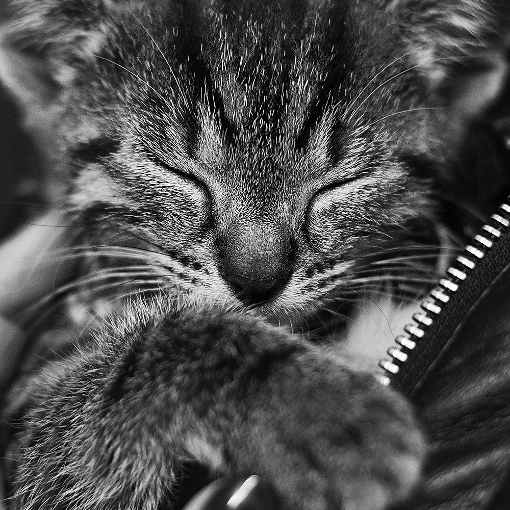 Muschi Foto & Bild | tiere, haustiere, katzen Bilder auf Muschi Foto & Bild | tiere, haustiere, katzen Bilder auf