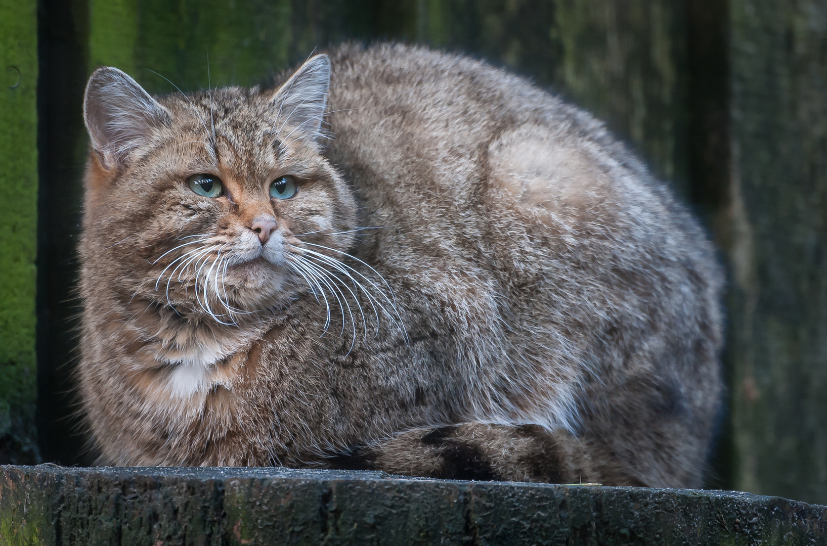 Muschi Foto & Bild | tiere, zoo, wildpark & falknerei Muschi Foto & Bild | tiere, zoo, wildpark & falknerei