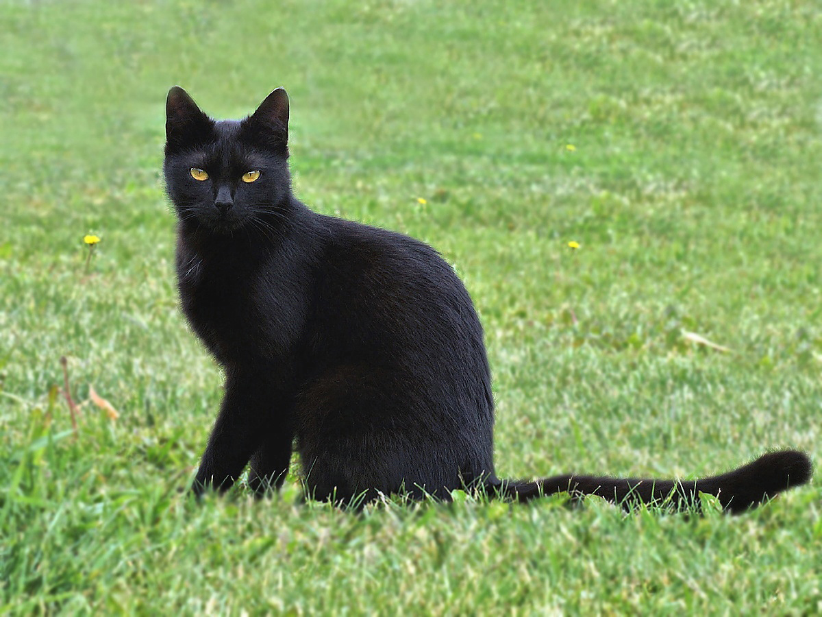 Muschi Foto & Bild | tiere, haustiere, katzen Bilder auf Muschi Foto & Bild | tiere, haustiere, katzen Bilder auf