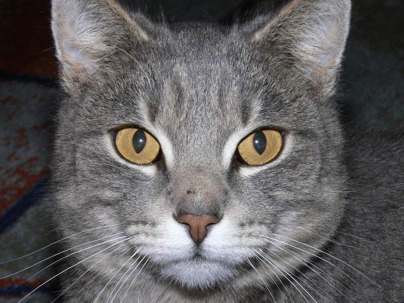 Muschi ganz nah Foto & Bild | tiere, haustiere, katzen Muschi ganz nah Foto & Bild | tiere, haustiere, katzen