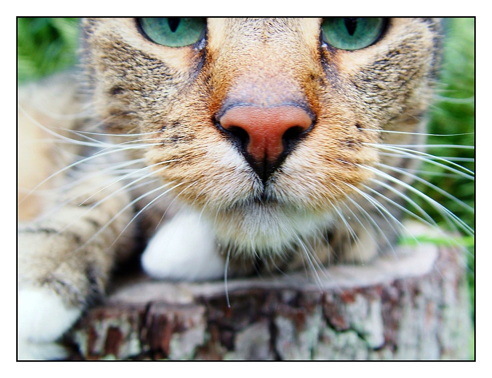 Muschi Muschi Foto & Bild | tiere, haustiere, katzen Muschi Muschi Foto & Bild | tiere, haustiere, katzen
