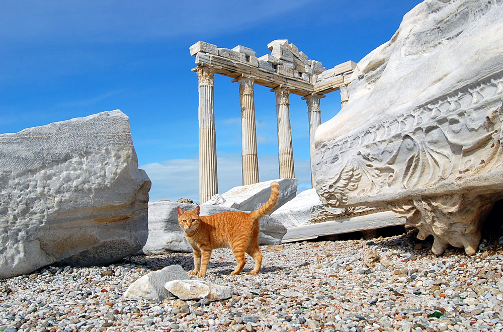 Muschi vor dem Tempel