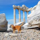 Muschi vor dem Tempel