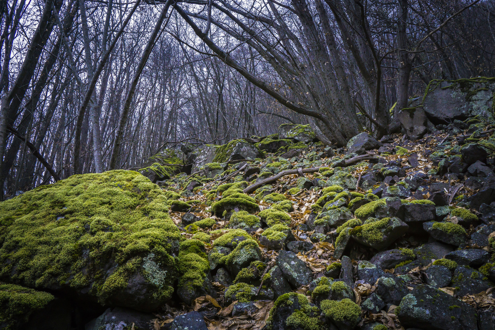 muschio Foto & Bild pflanzen, pilze & flechten, landschaft
