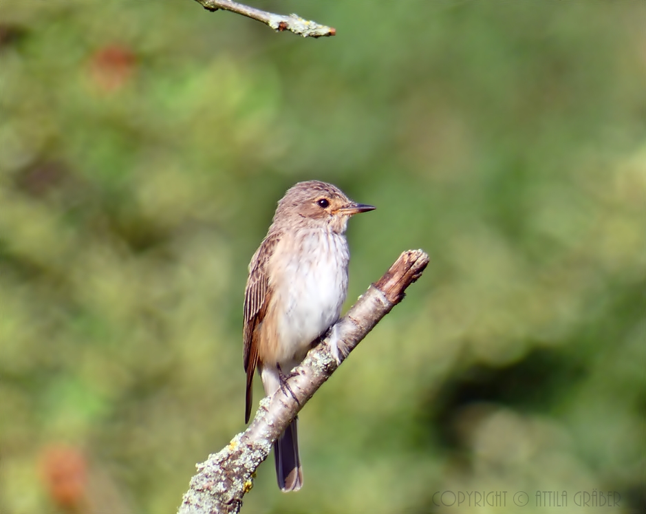 Muscicapa striata