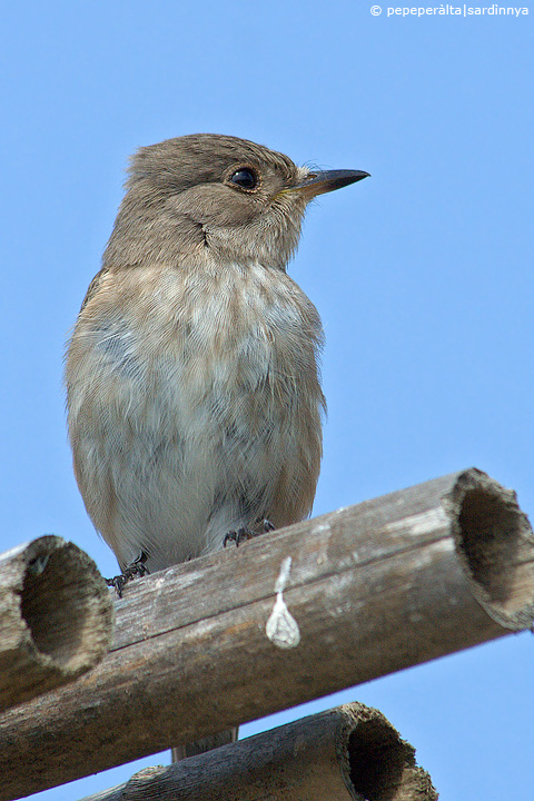 Muscicapa striata