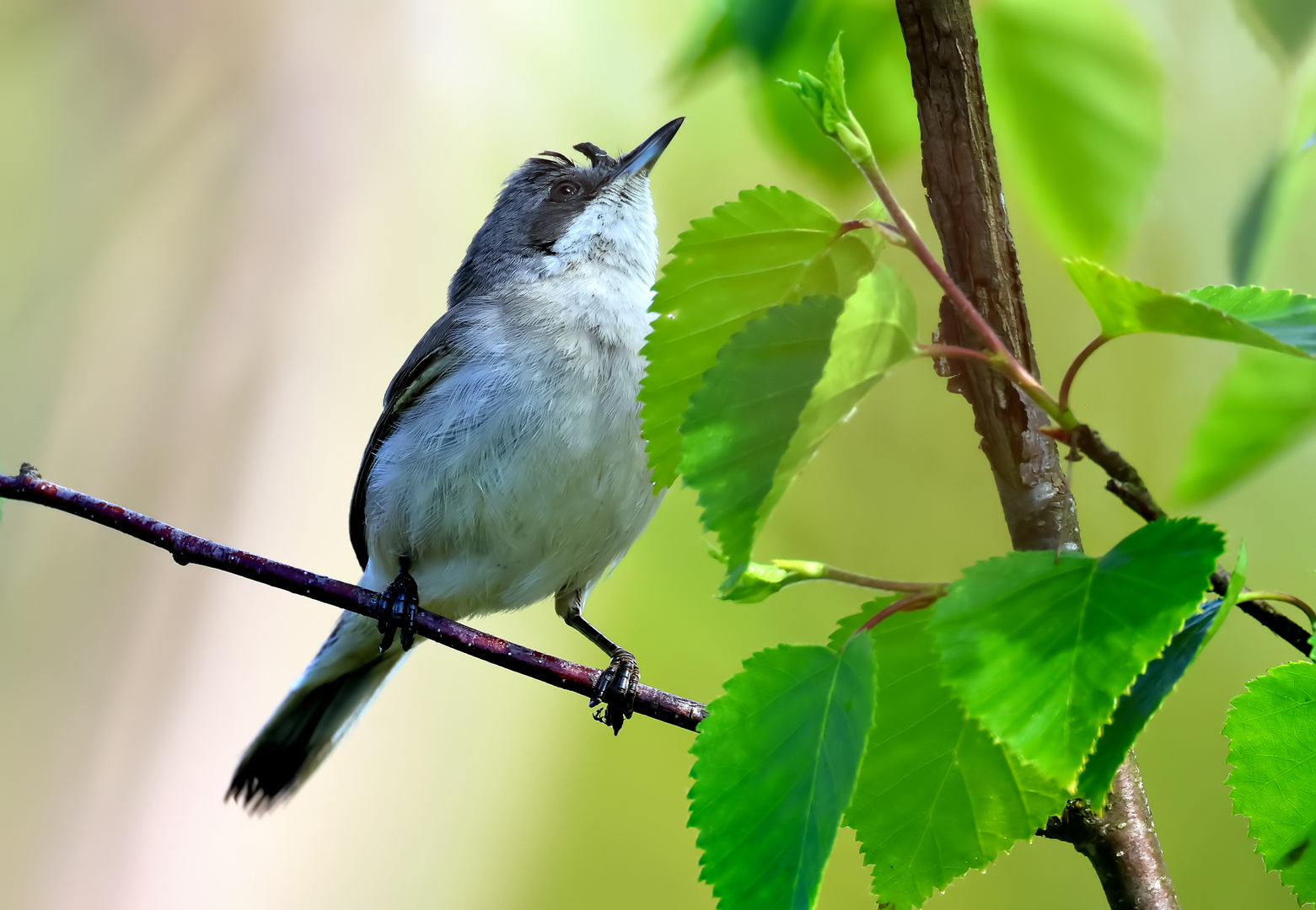 Muscicapa striata