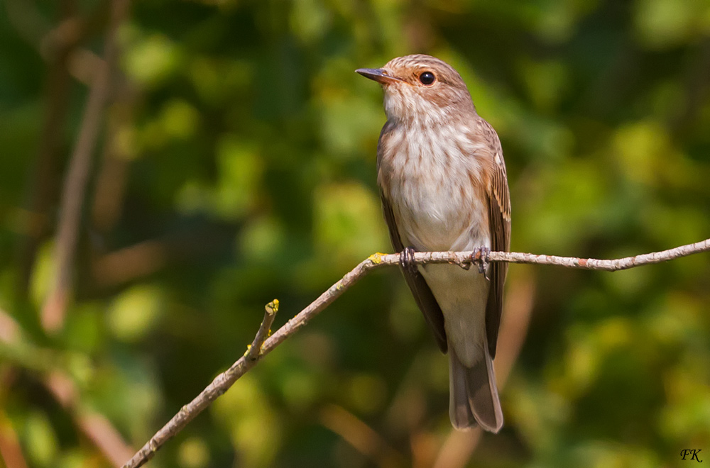  Muscicapa striata  ,    der Grauschnäpper