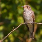  Muscicapa striata  ,    der Grauschnäpper