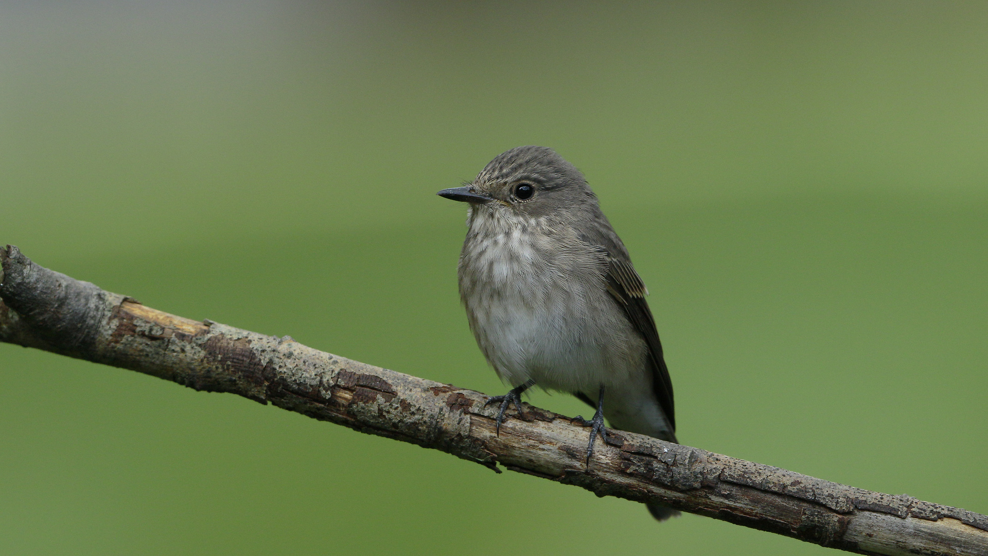 Muscicapa striata - Der Grauschnäpper