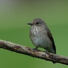 Muscicapa striata - Der Grauschnäpper