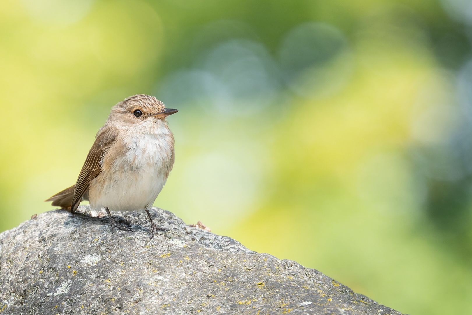 Muscicapa striata - Grauschnäpper 