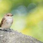 Muscicapa striata - Grauschnäpper 