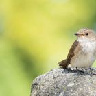 Muscicapa striata  - Grauschnäpper