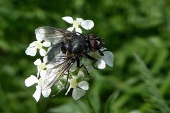 Muscina pascuorum  - Echte Fliege