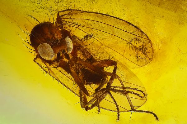 Muscoid Fliege Acalyptratae