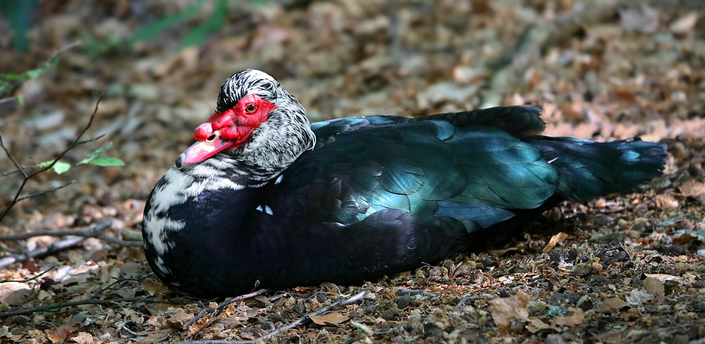 Muscovy Duck