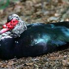 Muscovy Duck